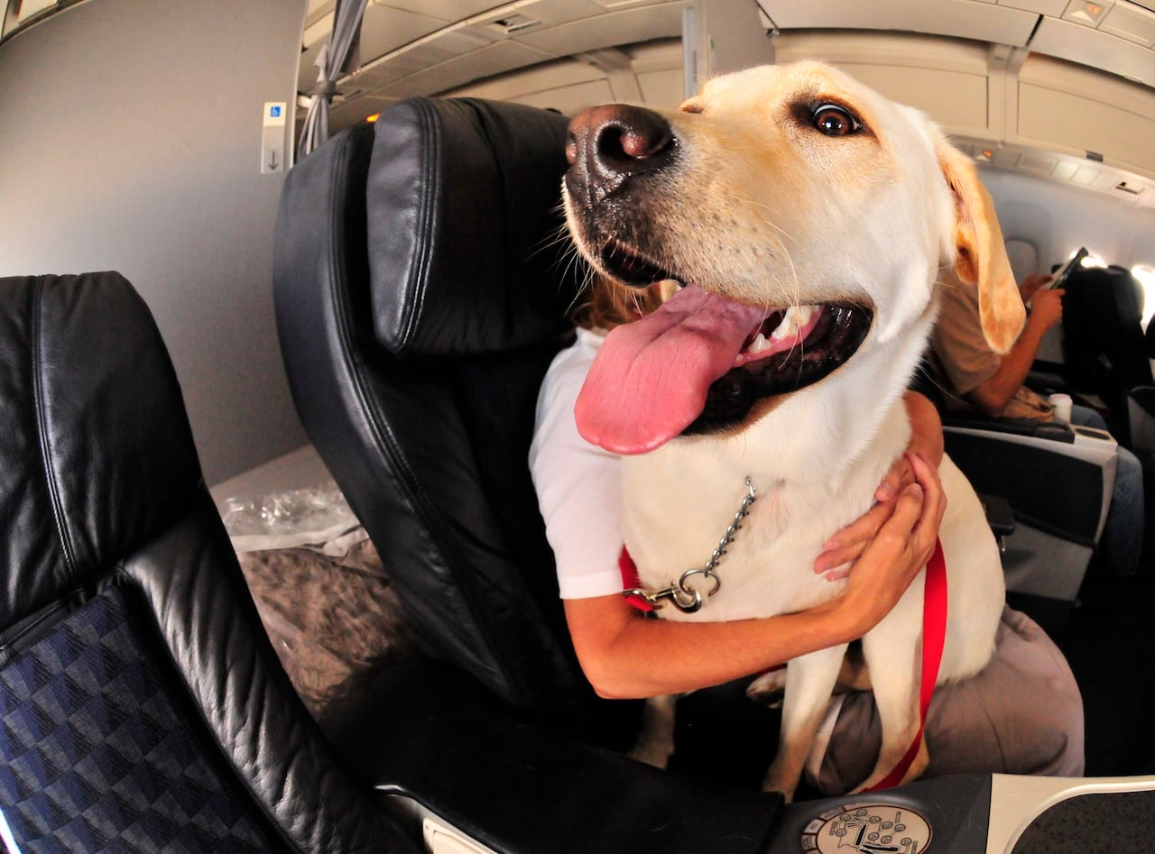 perro en avión