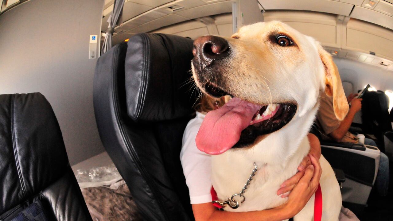 perro en avión