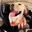 Los perros de soporte emocional son determinantes para muchas personas durante un vuelo.