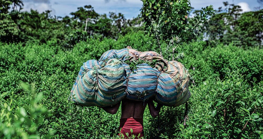 Con récords de cultivos y de producción de coca, el Gobierno Petro no la tendrá fácil con la adminis-tración Trump.