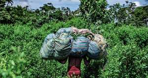 Con récords de cultivos y de producción de coca, el Gobierno Petro no la tendrá fácil con la adminis-tración Trump.