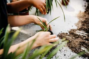 Para asegurar la reproducción efectiva del aloe vera, es fundamental seguir ciertos pasos que permiten que la planta se multiplique con éxito.