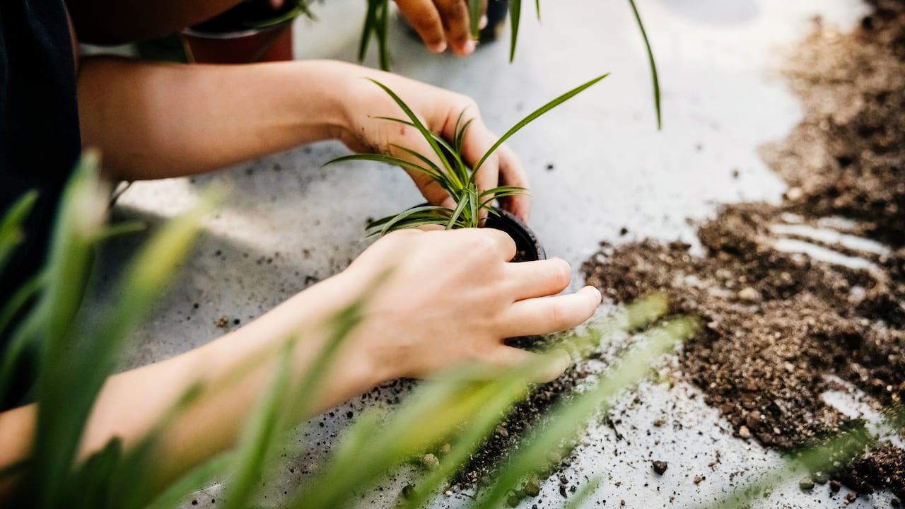 La propagación del aloe vera puede lograrse de manera eficiente al implementar técnicas adecuadas que faciliten su reproducción natural.