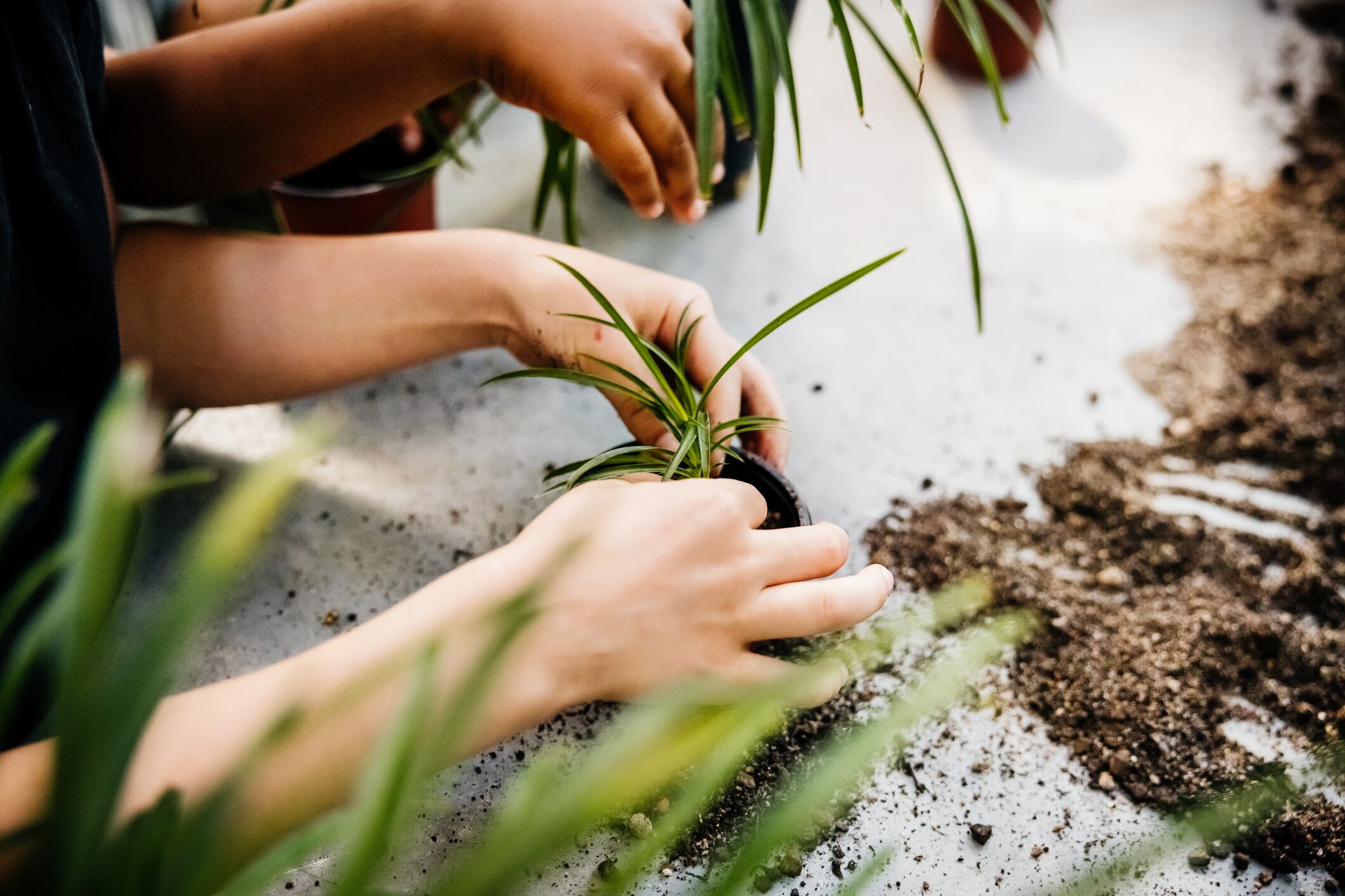 La propagación del aloe vera puede lograrse de manera eficiente al implementar técnicas adecuadas que faciliten su reproducción natural.
