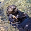 SAN DIEGO, CALIFORNIA - JULY 20: General view of Southern sea otters at Otter Outlook at SeaWorld on July 20, 2021 in San Diego, California. (Photo by Daniel Knighton/Getty Images)