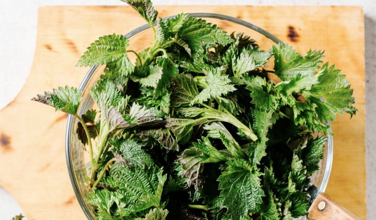 Ingerir ortiga en infusión ayuda a mejorar la circulación de la sangre