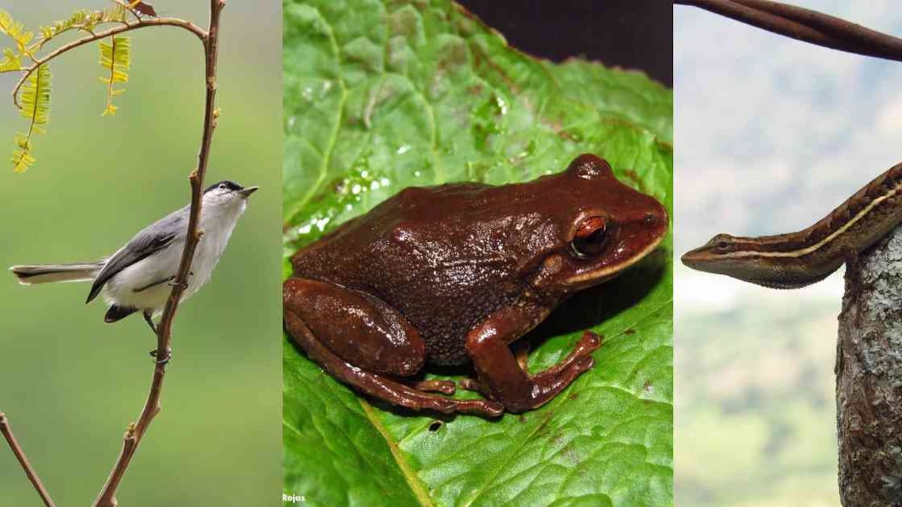 Aunque los cultivos y la ganadería han impactado la zona, el norte de Caldas es bastante biodiverso. Fotos: Deivy Gómez y Julián Rojas.