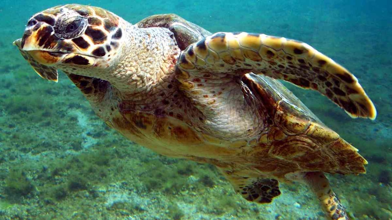 Las tortugas carey pueden alcanzar una longitud de entre 60 y 90 centímetros en edad adulta, así como a pesar entre 50 y 80 kilogramos. Foto: archivo/Semana.