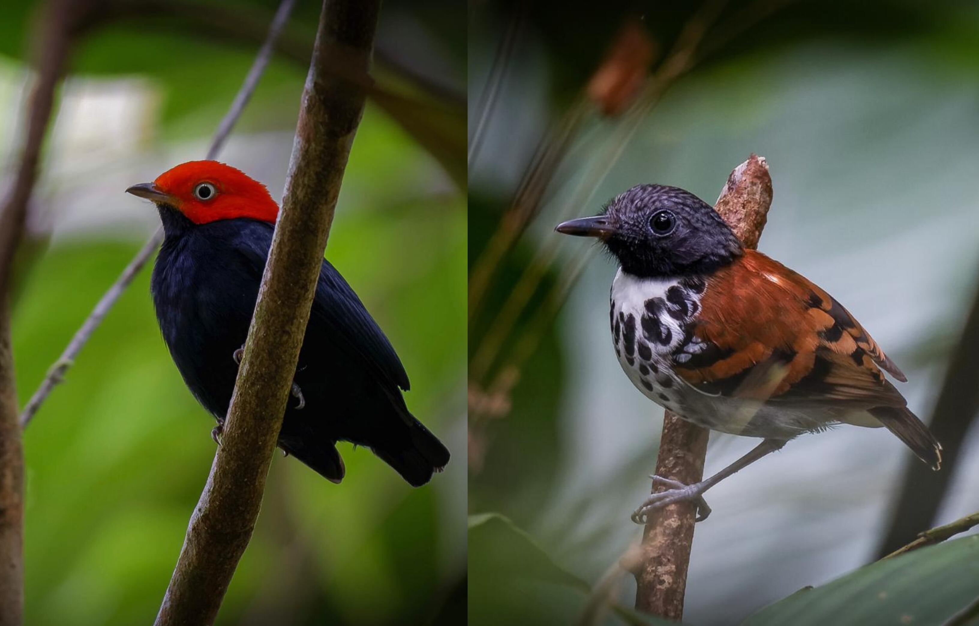 Julián Parra @julianparrabird