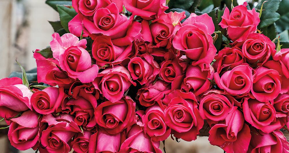 La especie colombiana más exportada durante San Valentín de 2024 fue la rosa. 