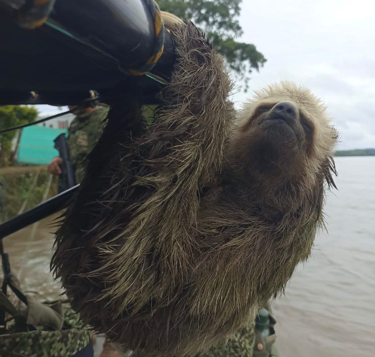 Oso perezoso rescatado en Nariño