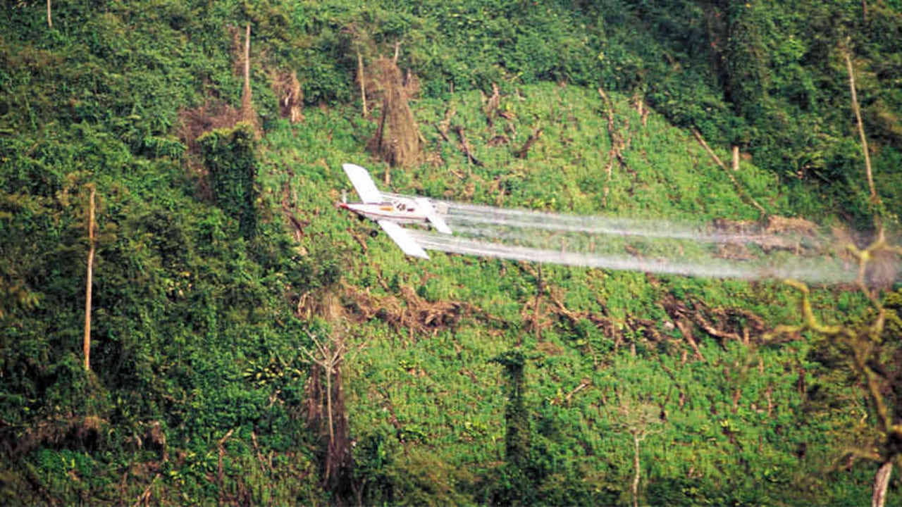 Según Naciones Unidas, el 30 por ciento de los cultivos de coca sembrados en el país se alojan en zonas protegidas donde no es posible fumigar. Se trata de parques nacionales, territorios afros o resguardos indígenas.