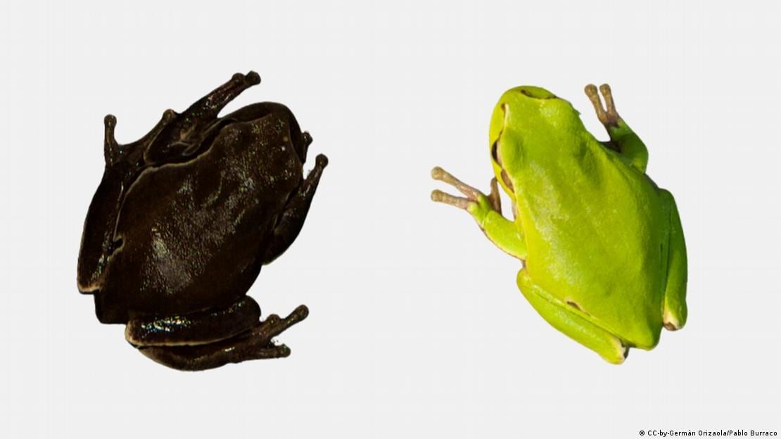 Las ranas arbóreas de la zona de exclusión desarrollaron una coloración un 43% más oscura que las del resto de Ucrania, probablemente por selección natural.