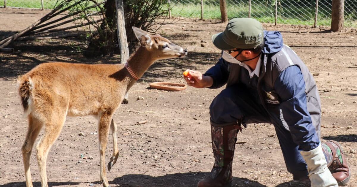 Venado de cola blanca decomisado en Sáchica (Boyacá).