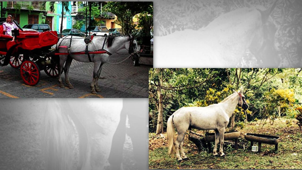 'Luchador', el caballo víctima de maltrato animal, se salvó gracias a la fundación Ángeles con patas.