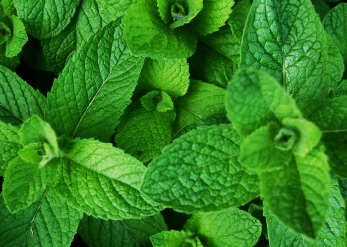 Los derivados de la menta estimulan la secreción de ácido gástrico aunque parezca que mejoran los síntomas inicialmente. Foto: Stock.xchng.