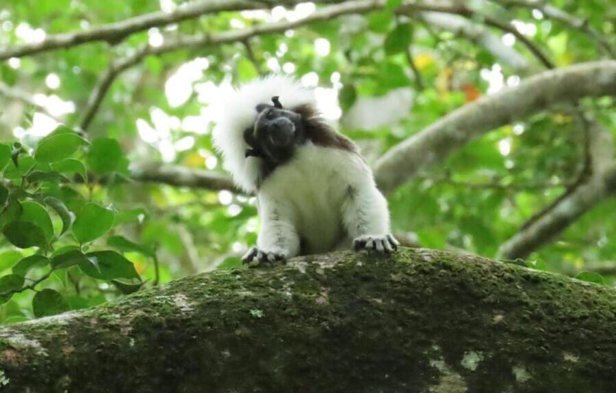 Con este proyecto se realiza la caracterización que permite ampliar su conocimiento e implementar acciones para protegerlo.
