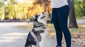 Siberian husky