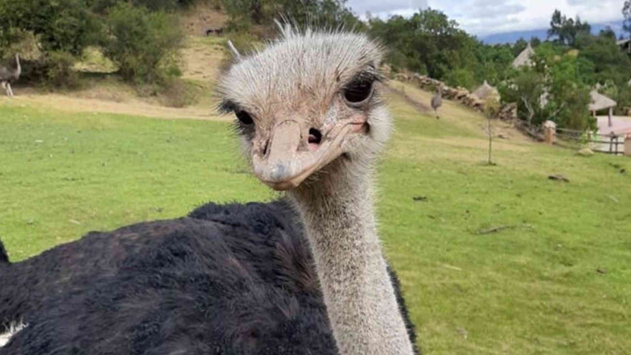 El avestruz es el ave más grande que no vuela. Esta especie africana es posible encontrarla en el zoológico de Guátika. Foto: Guátika.