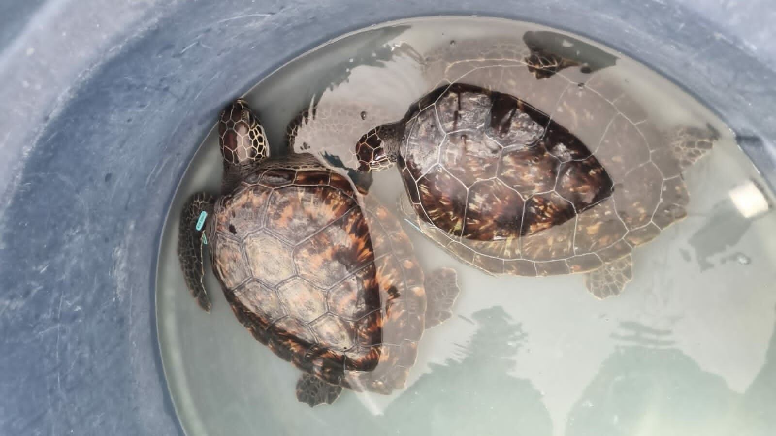 Liberación de cuatro tortugas marinas y un tiburón nodriza en Santa Marta