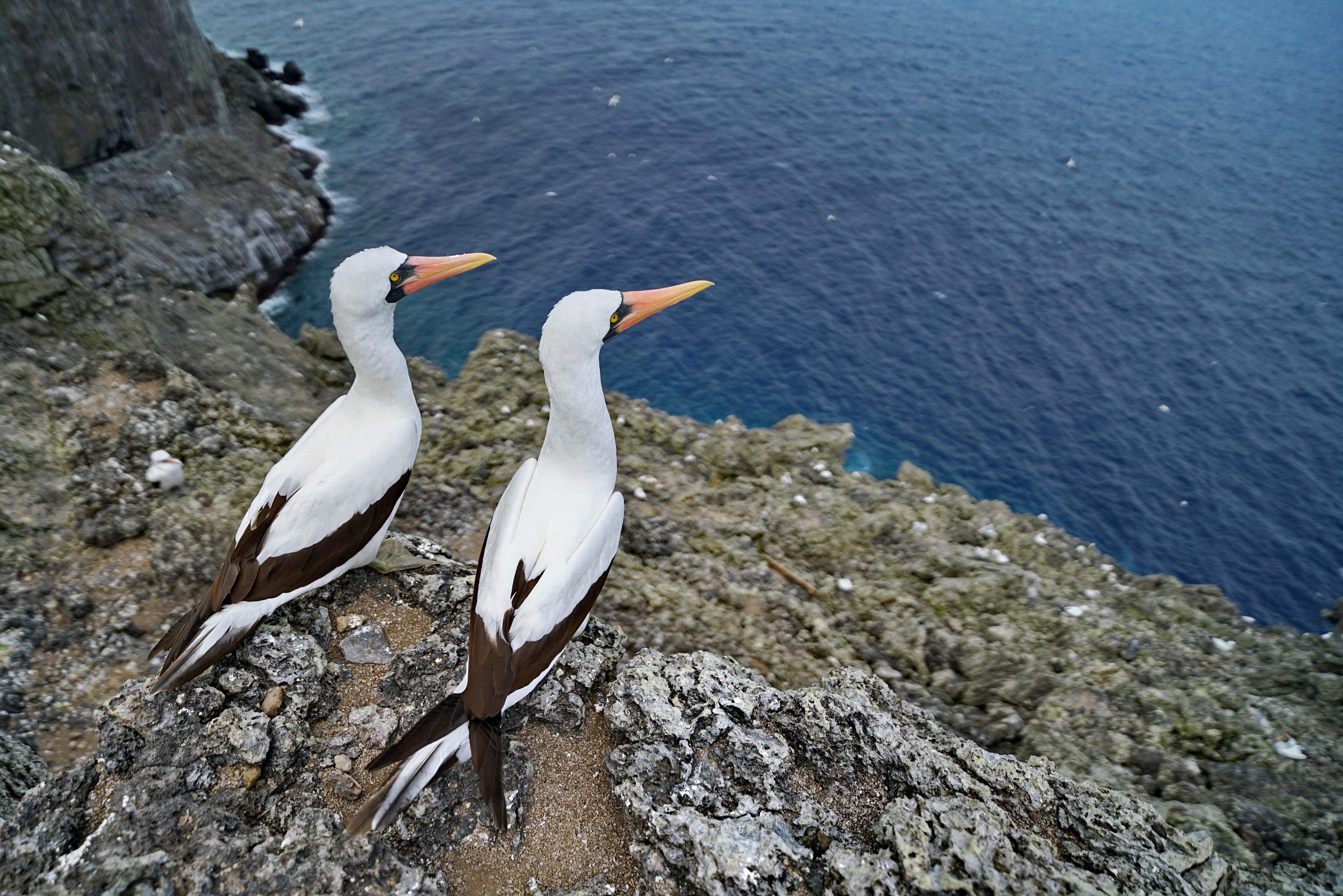 La isla de Malpelo está ubicada en el Océano Pacífico oriental tropical, aproximadamente a 500 kilómetros al oeste del puerto de Buenaventura. En la división político administrativa, pertenece al municipio Buenaventura, Valle del Cauca. El Santuario de Fauna y Flora Malpelo está bajo la administración del Sistema de Parques Nacionales Naturales de Colombia desde 1995, cuenta con sede administrativa en la ciudad de Santiago de Cali y sede operativa en el Distrito de Buenaventura y es Patrimonio Natural de la Humanidad por la UNESCO. Foto Jorge Orozco / El País.