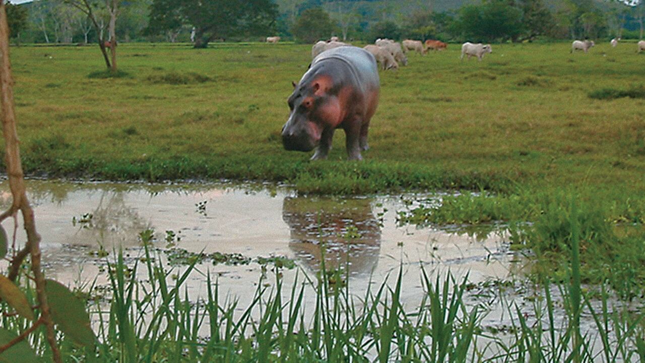 Uno de los hipopótamos de la Hacienda Nápoles.