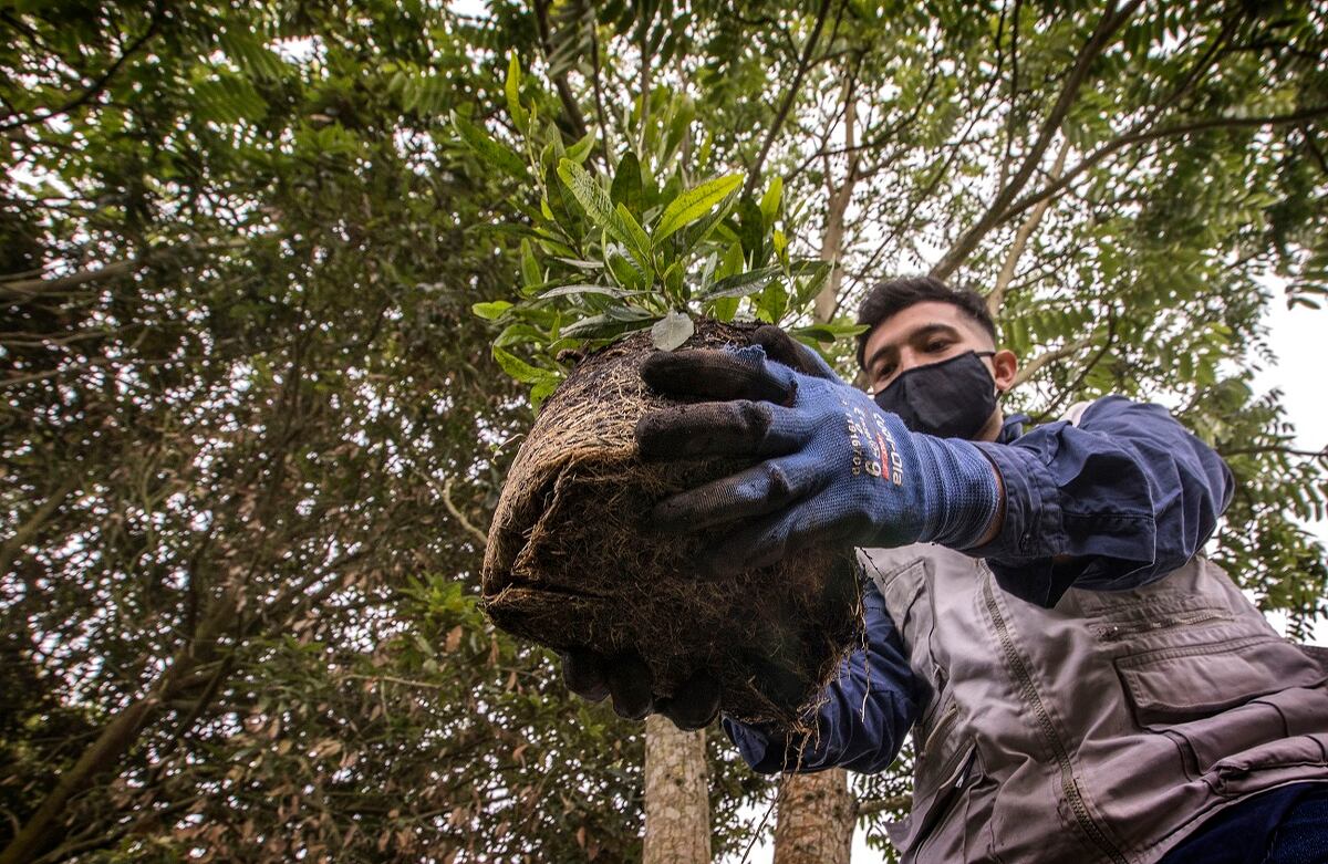 Siembra de árboles de Fundación Coca-Cola por CAEM, en la reserva La Poma, al sur de Bogotá.