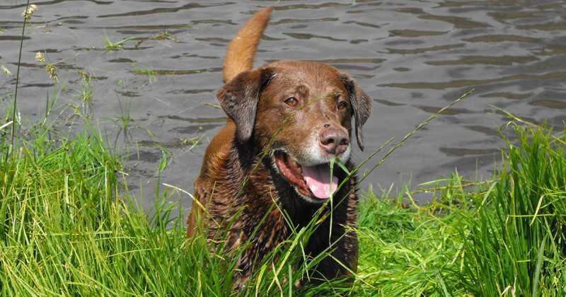 La organización Galgos del Sur fue la que decidió dar la pelea y presentó un recurso de apelación ante la Audiencia Provincial, en el que incluyó “múltiples pruebas, indicios y contradicciones en los interrogatorios practicados en sede judicial”