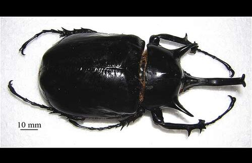 El escarabajo rinoceronte o Escarabajo gigante  es una especie que ya está en peligro, pues su distribución geográfica es muy reducida, únicamente se encuentra en un hábitat boscoso del sur de la Amazonia colombiana y al norte de la de Brasil.

