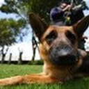 La novedosa terapia podría transformar la vida de muchos niños, no sólo porque sería un apoyo para sus problemas auditivos, sino porque las mascotas les brindan compañía, confianza e independencia.