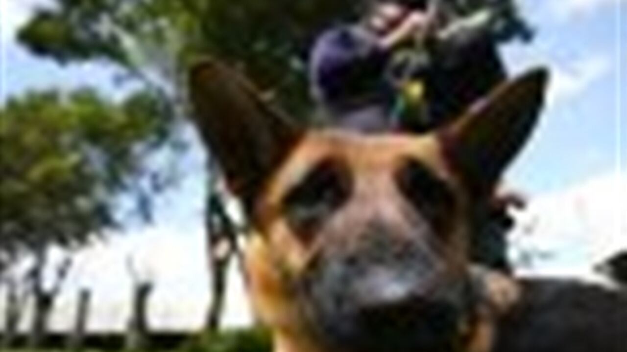 La novedosa terapia podría transformar la vida de muchos niños, no sólo porque sería un apoyo para sus problemas auditivos, sino porque las mascotas les brindan compañía, confianza e independencia.