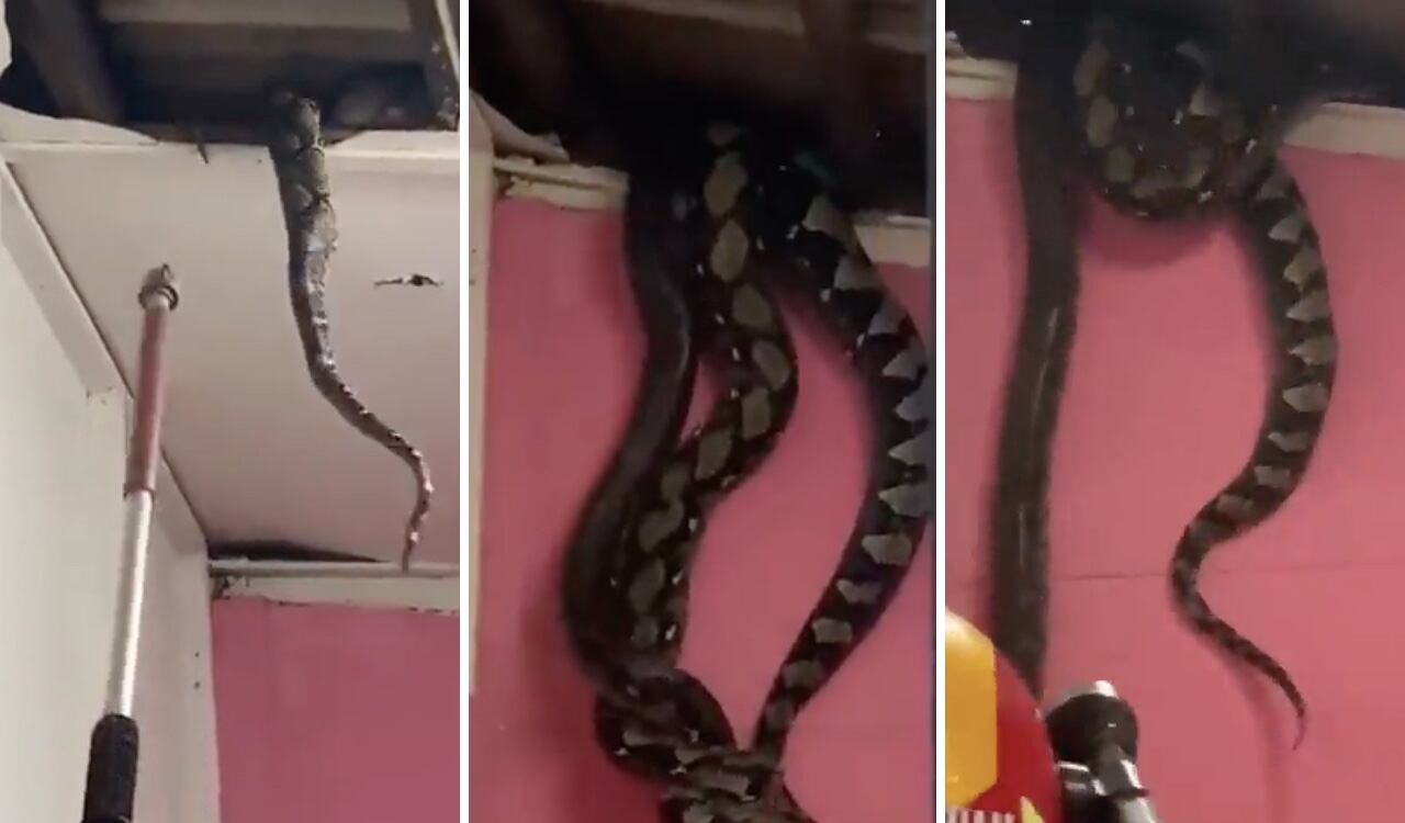 Los dos animales estaban encima de una familia en Malasia