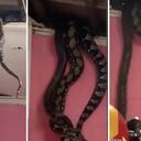 Los dos animales estaban encima de una familia en Malasia