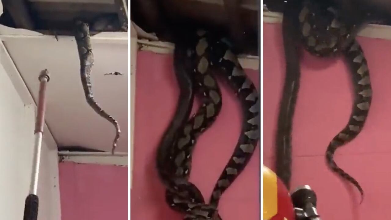 Los dos animales estaban encima de una familia en Malasia