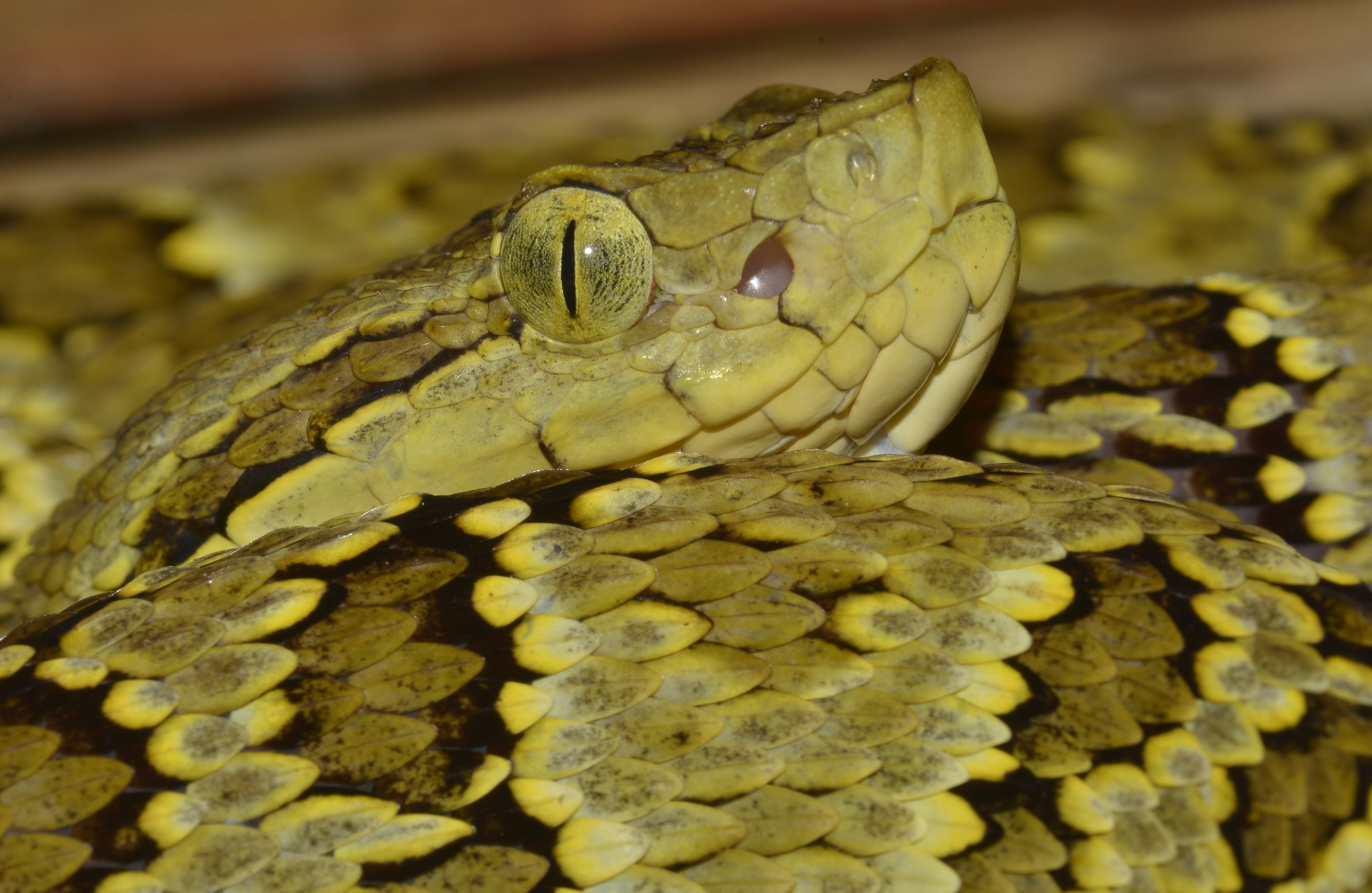 La gente tiene la falsa creencia de que para una mordedura de culebra debe poner un torniquete y chupar la zona afectada, esto en realidad genera riesgo de contraer la infección por tétano o una gangrena. La Bothriechis punctata, conocida como Rabo e’ chucha, es venenosa. Cerro Janano, Aruzi, Chocó.