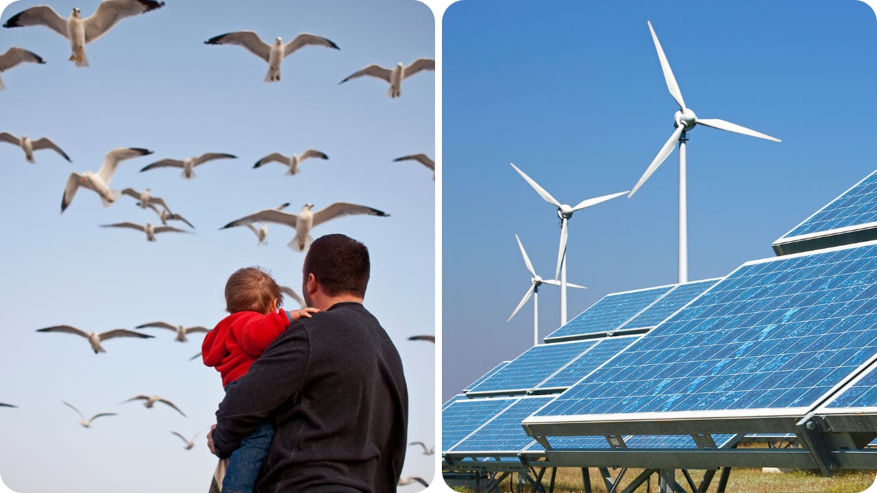 Investigadores detectaron menos variedad de aves en zonas vinculadas al desarrollo solar.