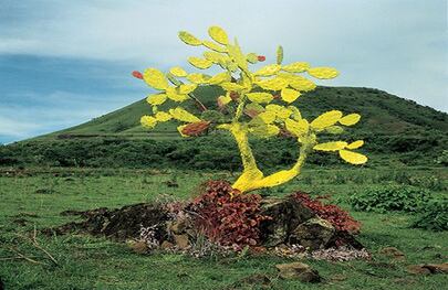 Lourdes Grobet (México) http://fotomuseo.org/fotografica_2013 