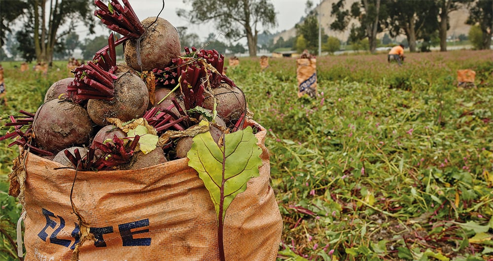Tras la interrupción de los ciclos productivos en 2021 y el duro invierno del 2022, el costo de los alimentos en Colombia ha llegado a máximos históricos
