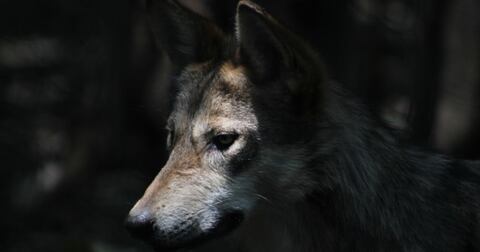 El lobo gris mexicano es un ejemplo de una especie en peligro de extinción que está experimentando un resurgimiento de la población en algunas áreas, pero sigue siendo vulnerable en otras, de acuerdo con los expertos.