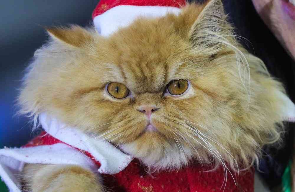 Foto: Carlos Julio Martínez / SEMANA