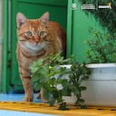 Perros y gatos en adopción.