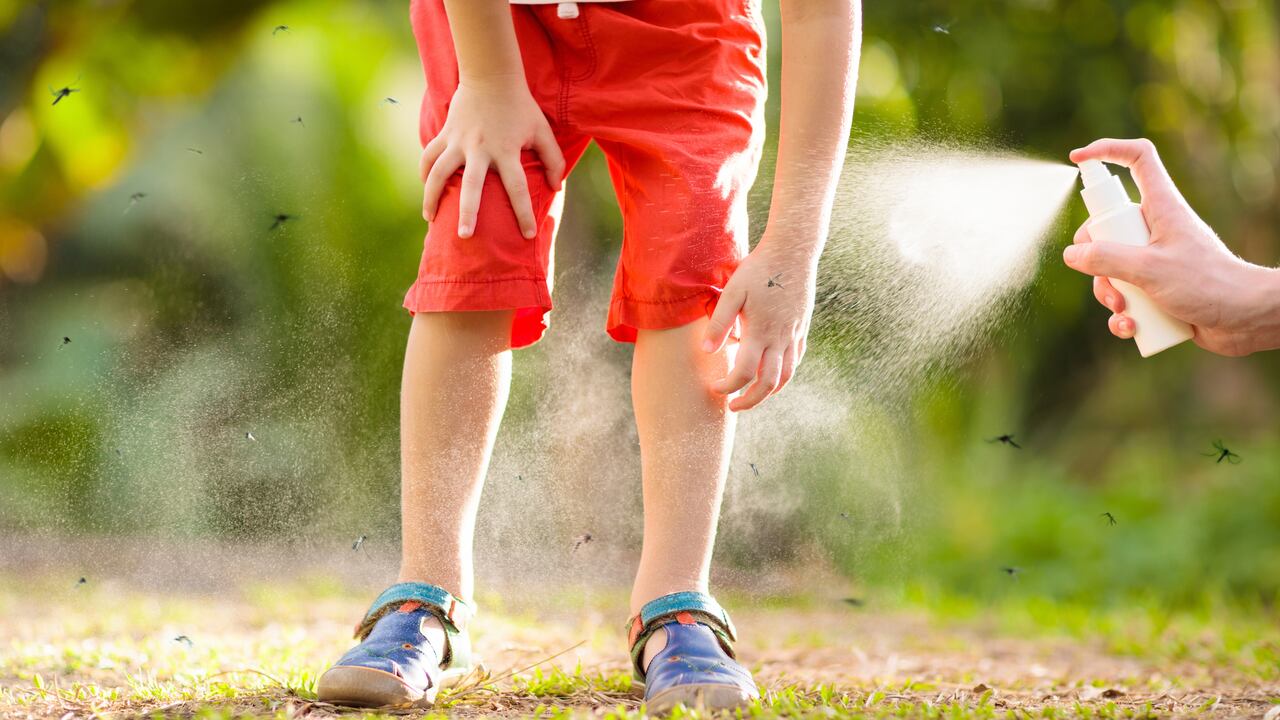 Los mosquitos son los principales transmisores del dengue.