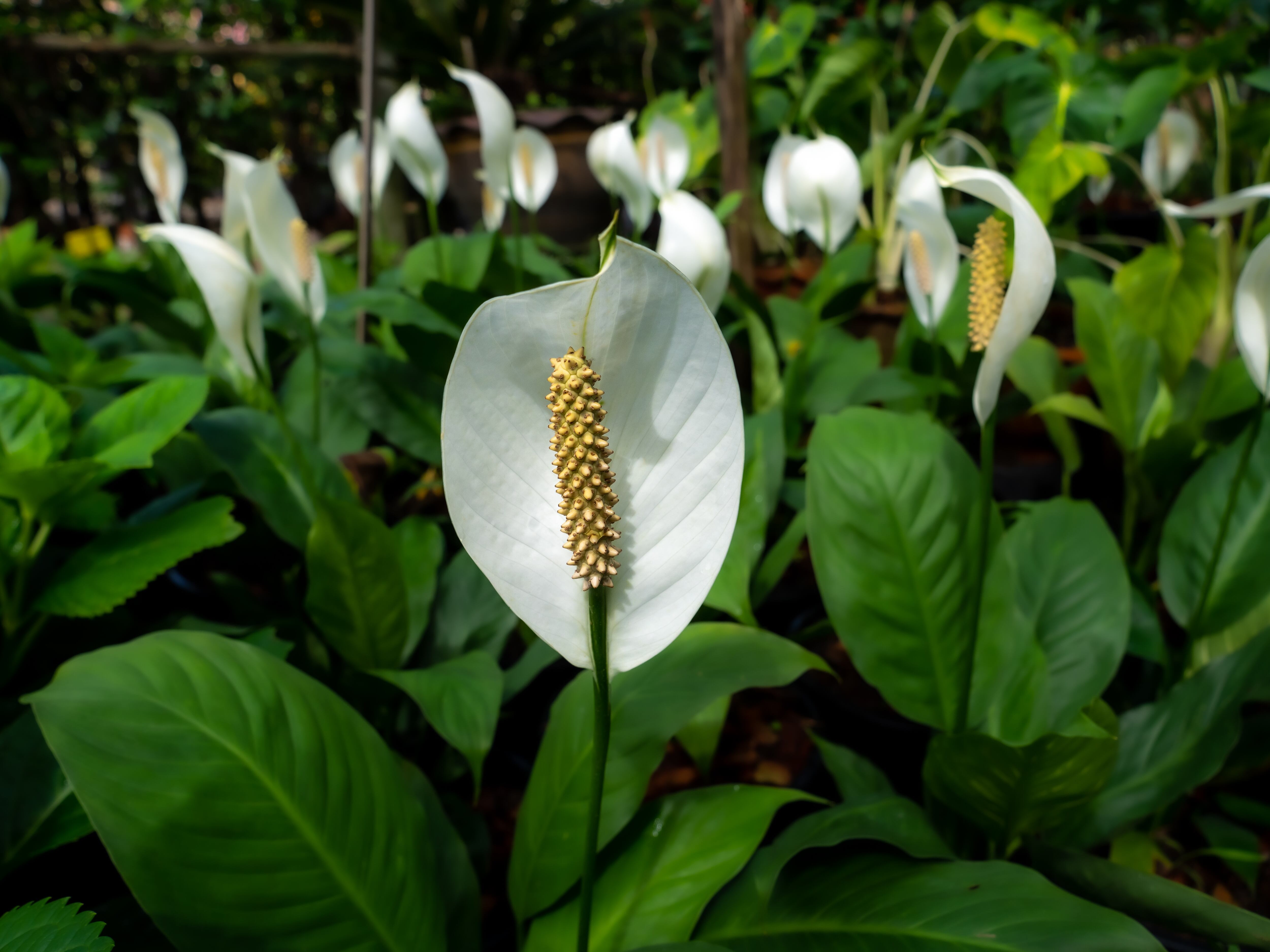 Las entradas y los pasillos son un buen lugar para ubicar esta poderosa