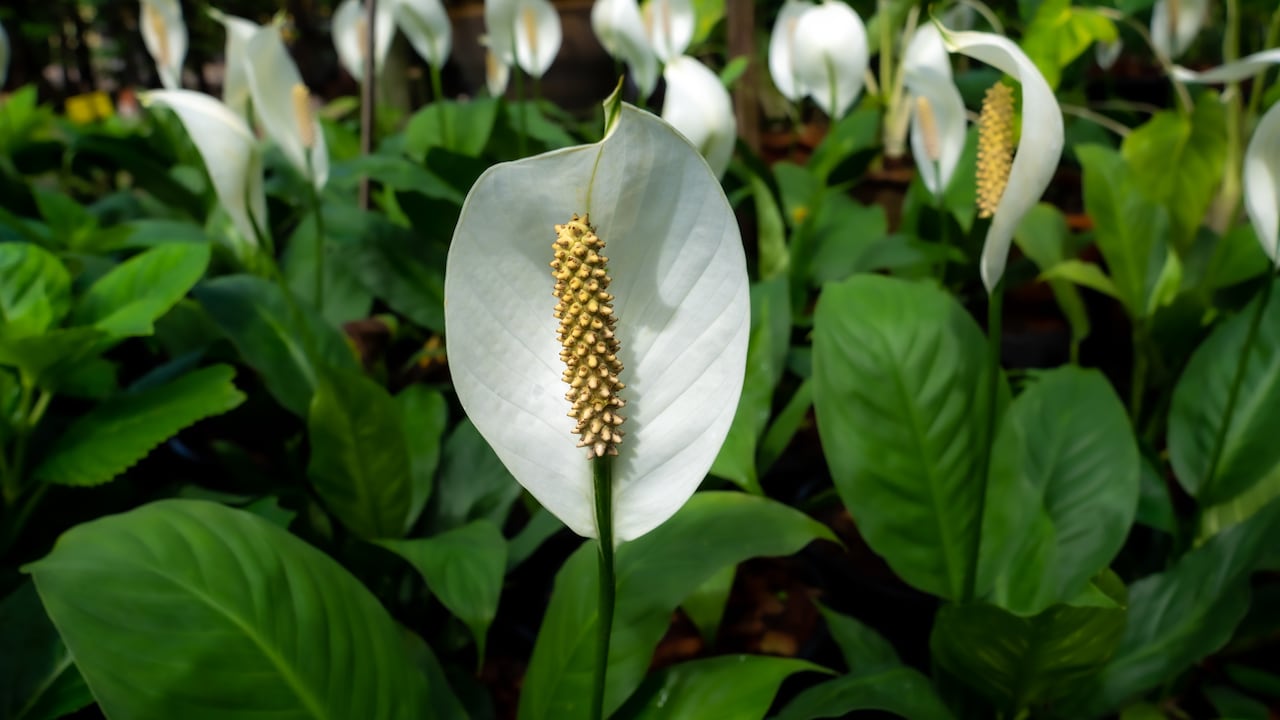 Las entradas y los pasillos son un buen lugar para ubicar esta poderosa planta.