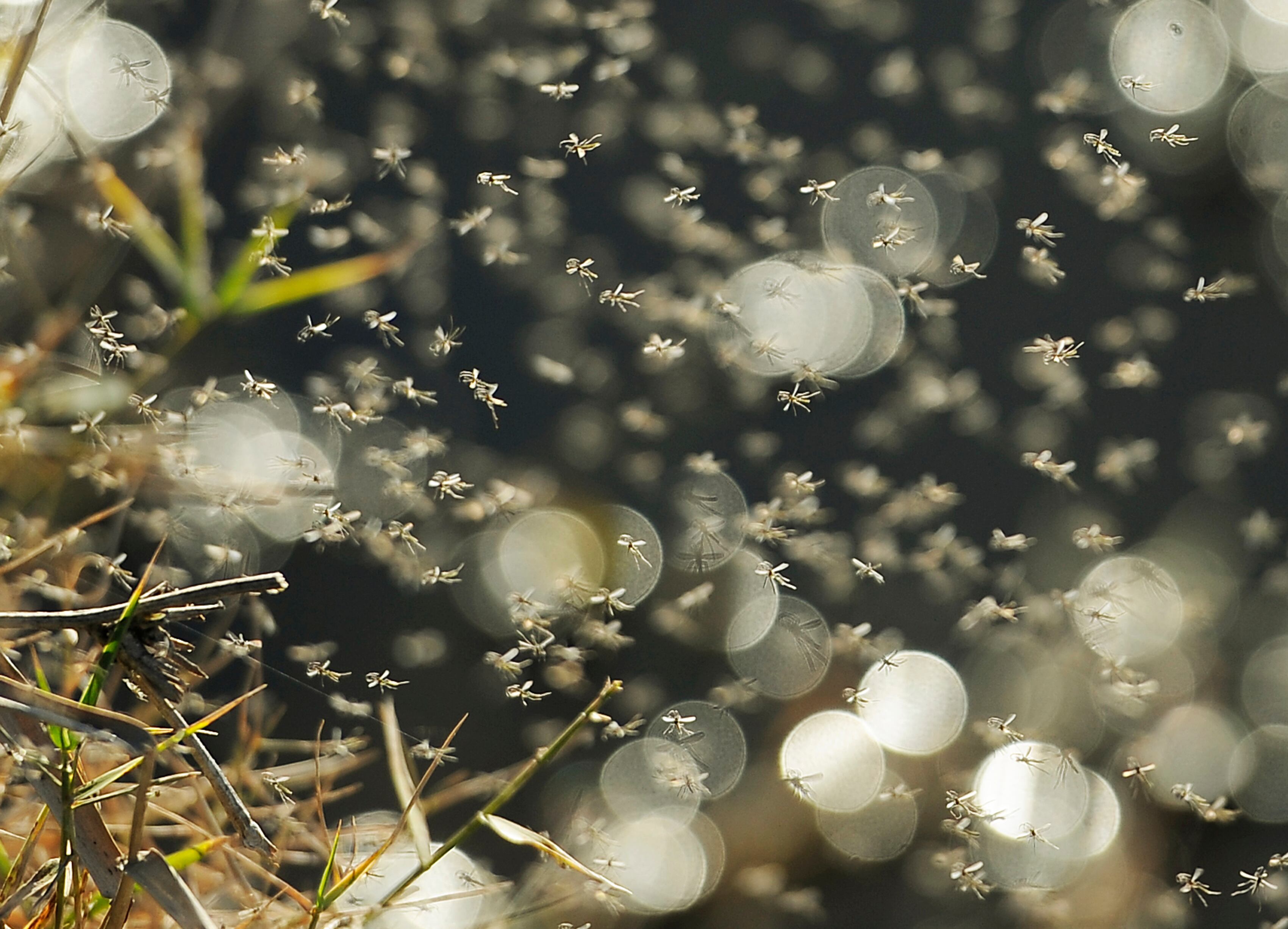 Los mosquitos suelen concentrarse en espacios húmedos.