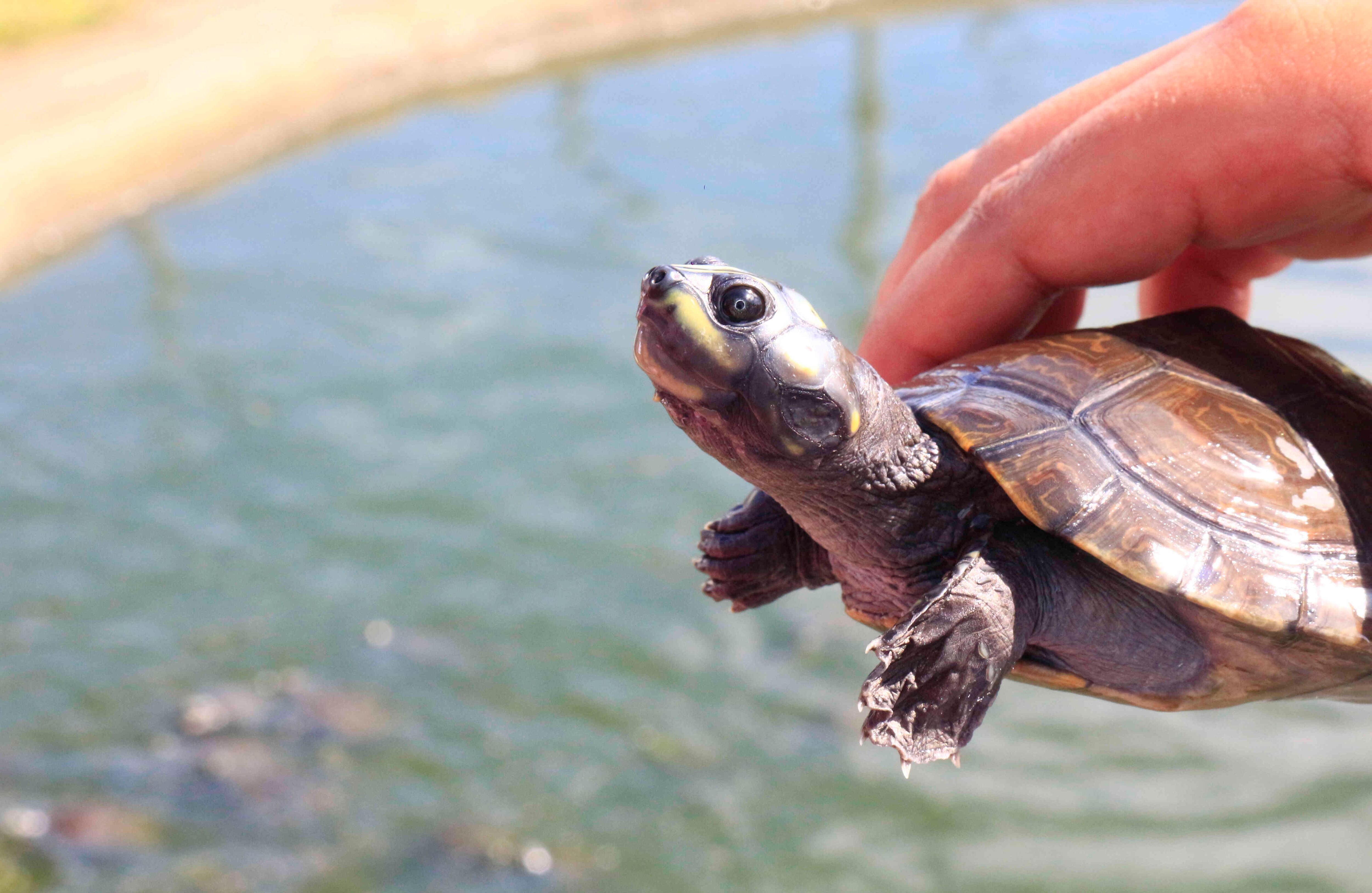 En el evento se llevó la liberación de las últimas 200 tortugas de las 3500 liberadas en todo el 2016.