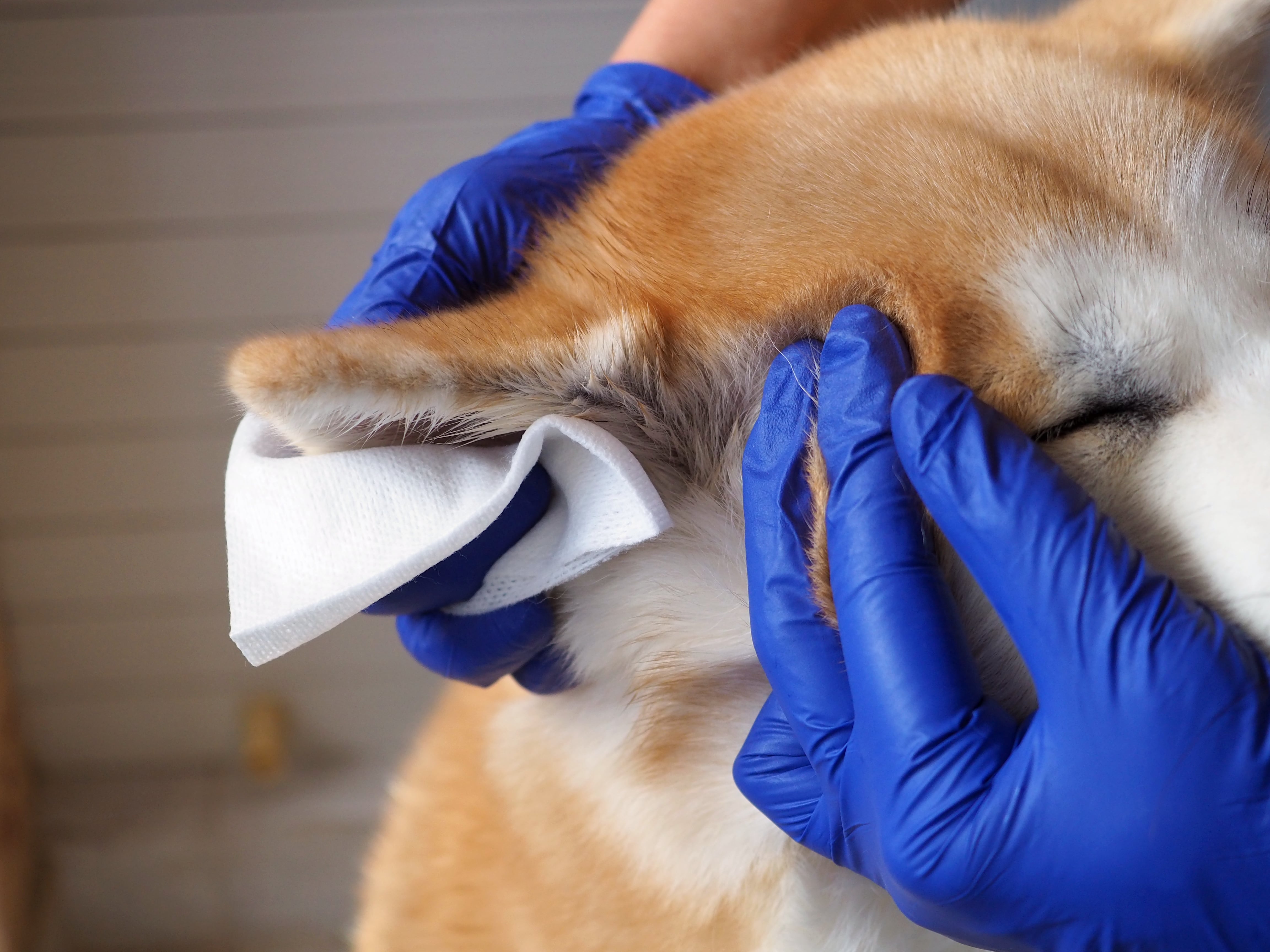 Limpiar orejas de un perro