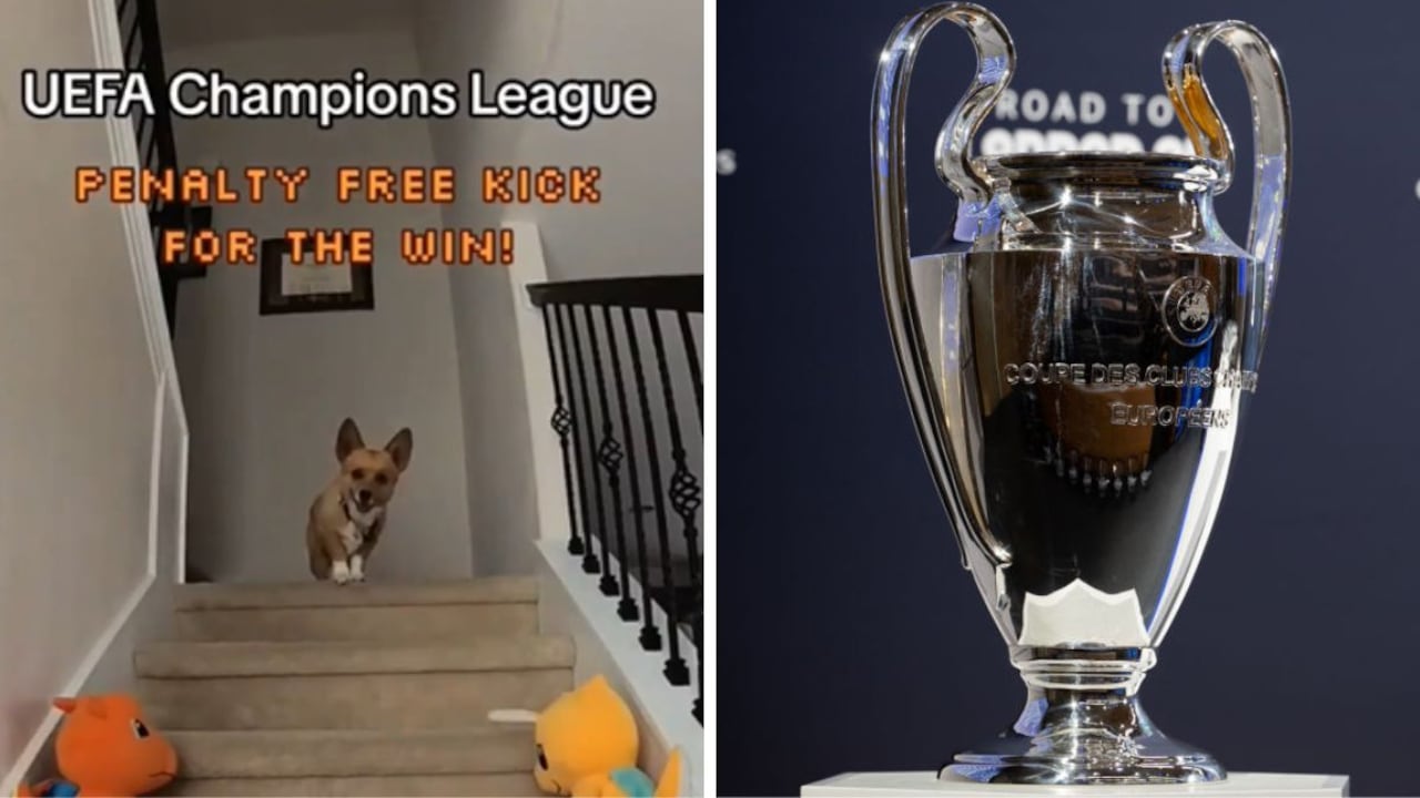 Perro predice el campeón de la Champions.