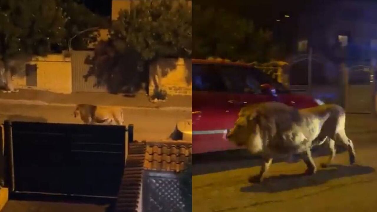 El león deambula por las calles de un barrio cercano a Roma, Italia
