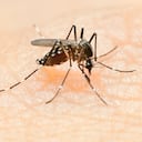 ¿Cuáles son los principales síntomas del dengue?